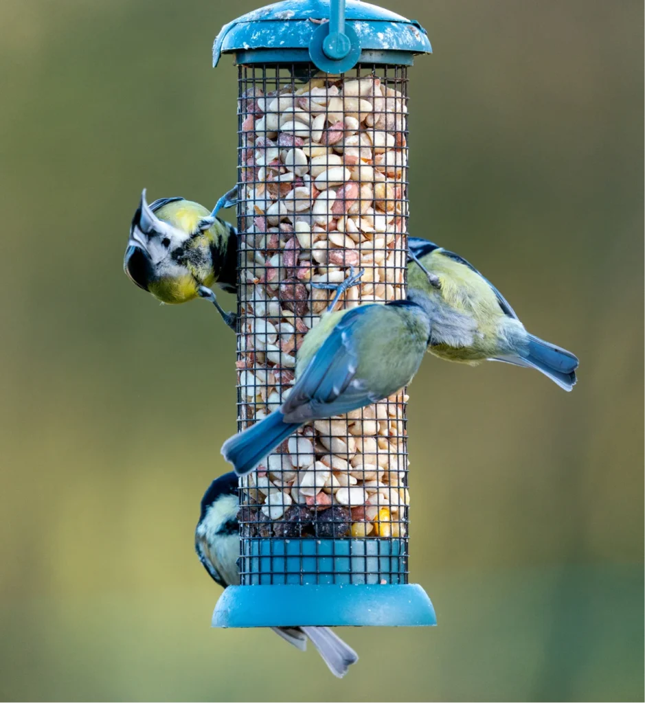 del rio bird control