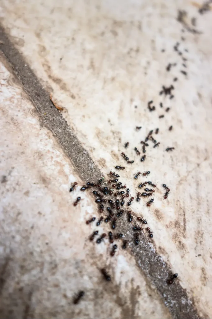 del rio ants