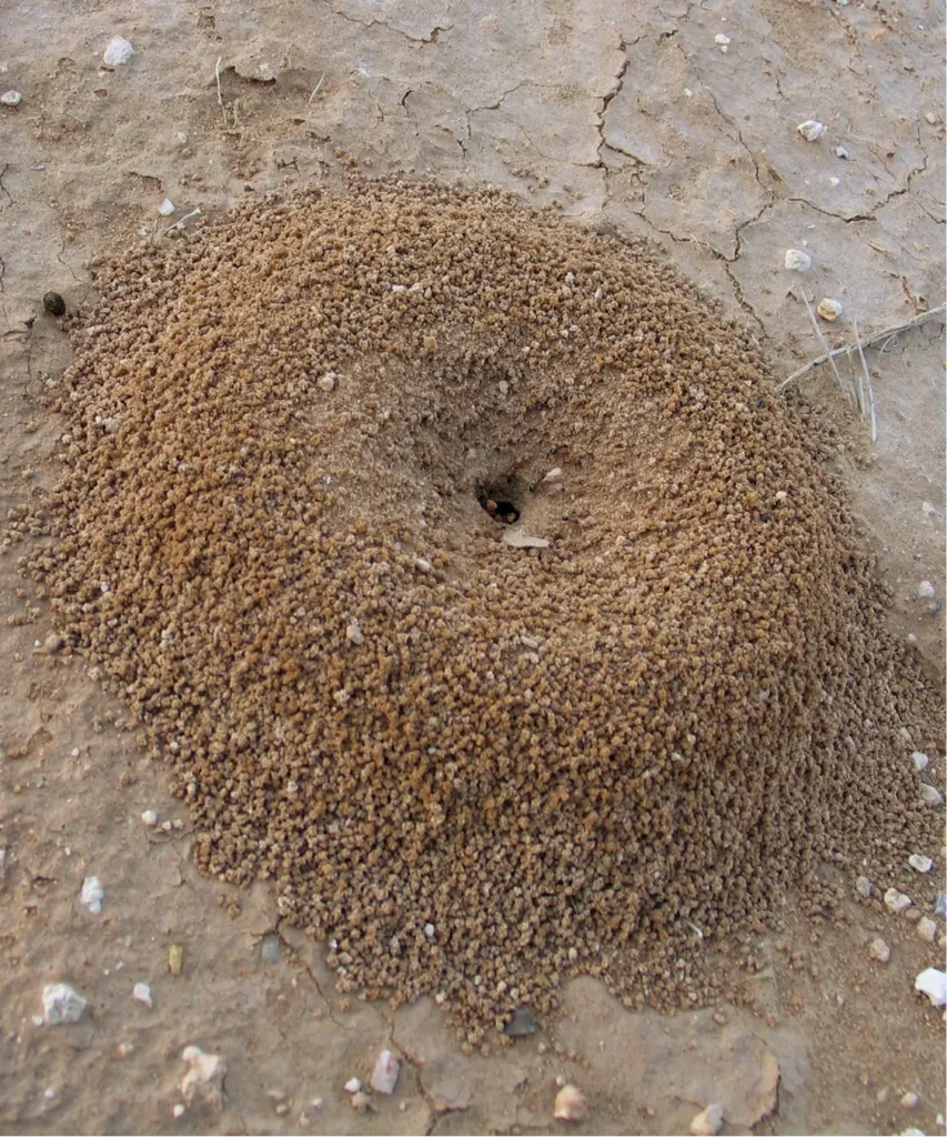 ants in del rio