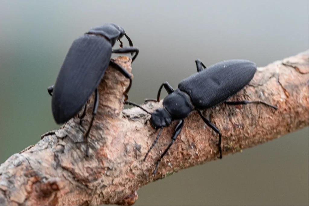del rio beetles control
