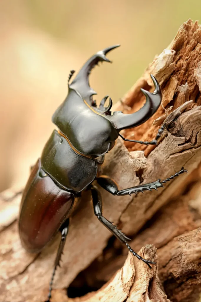 beetles in del rio