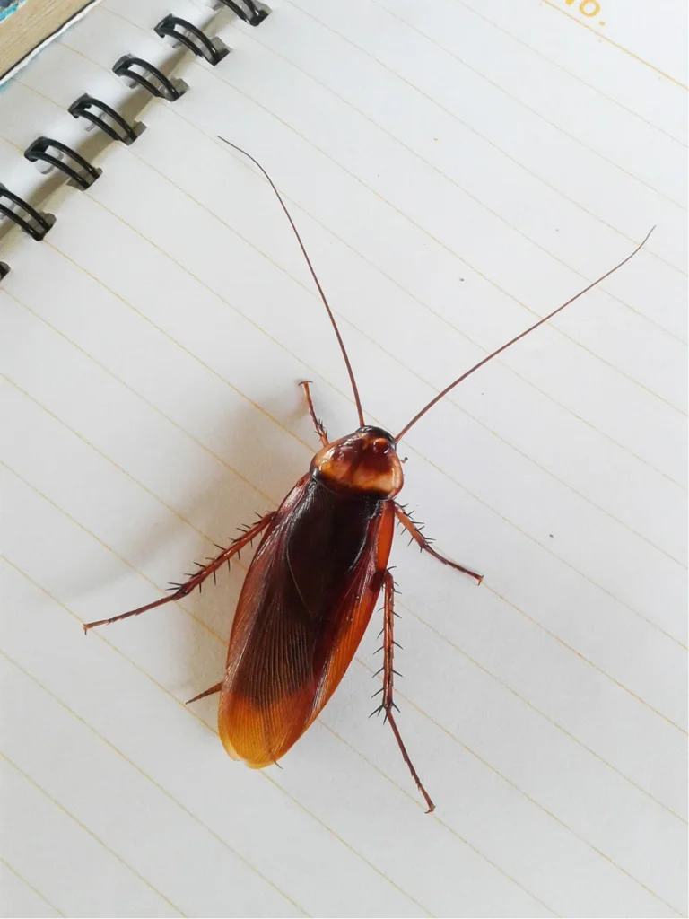 cockroaches in del rio