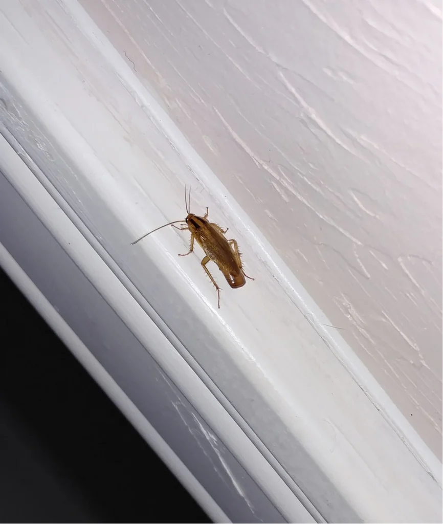 del rio cockroaches
