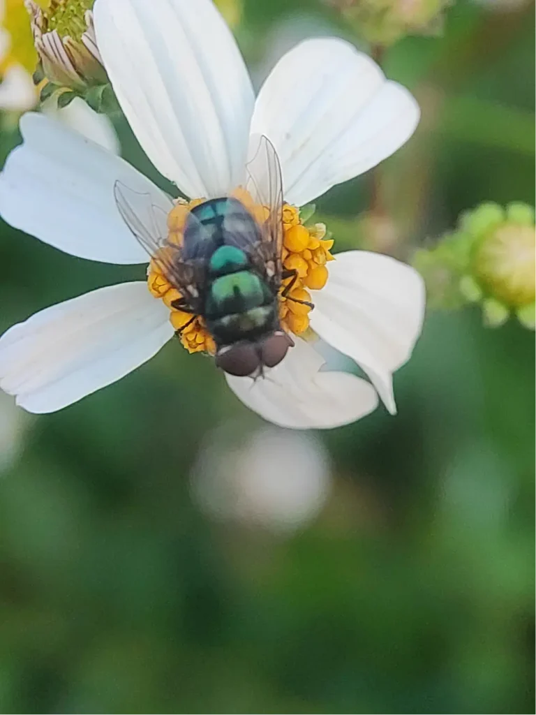 flies in de rio