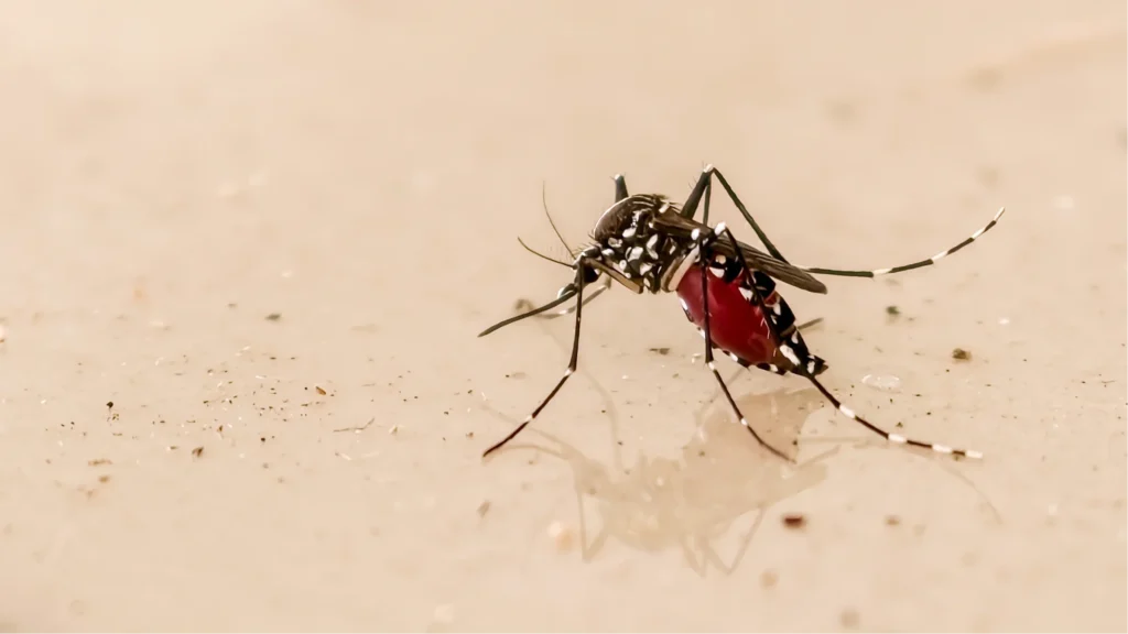 del rio mosquito control