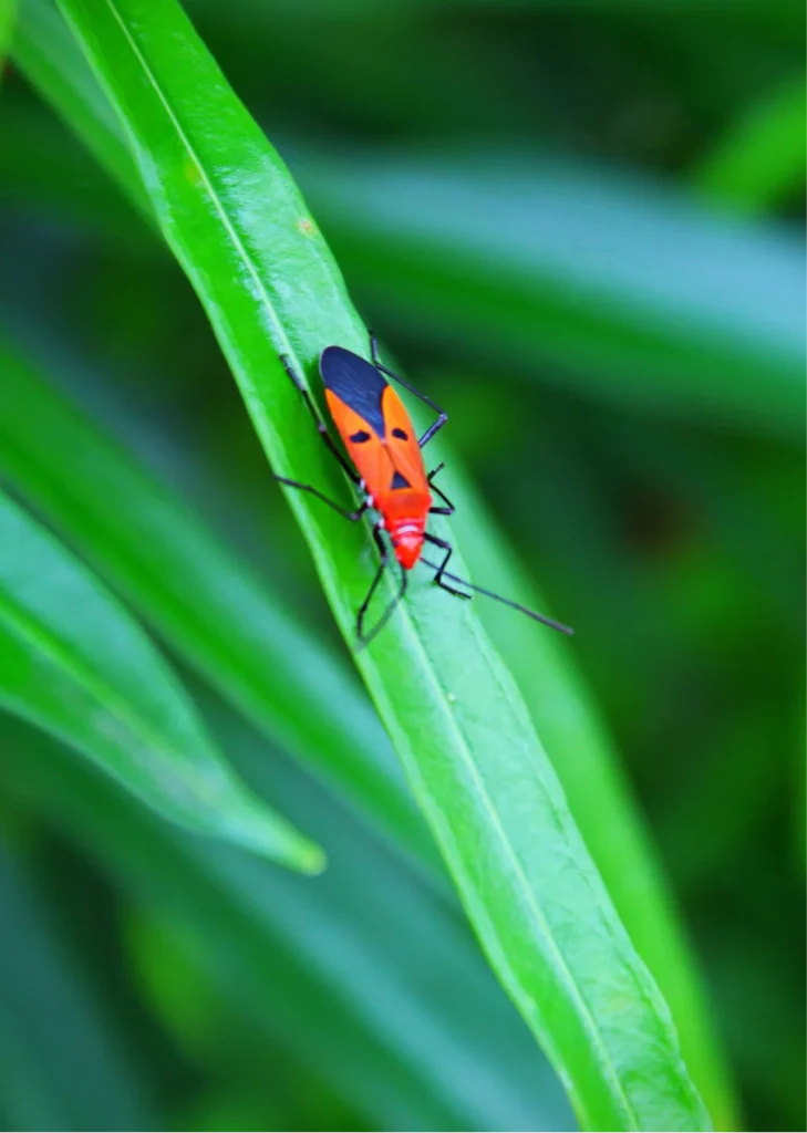 del rio red bug