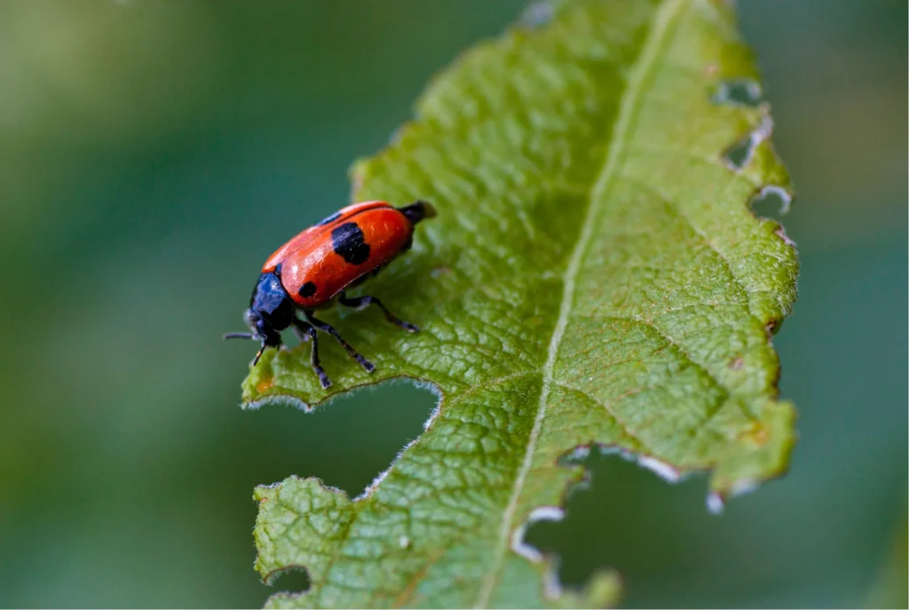del rio red bug control