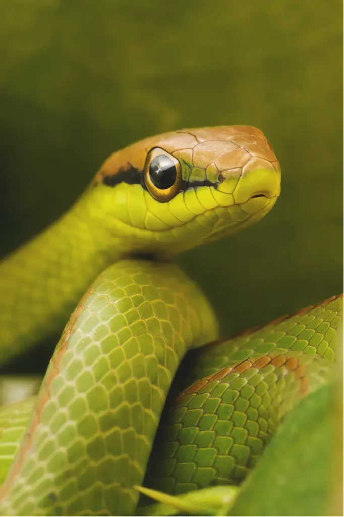 del rio snake