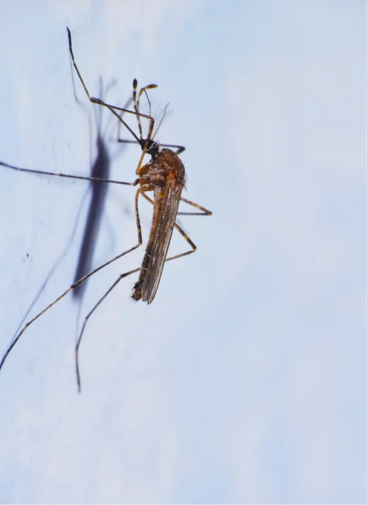 mosquito del rio