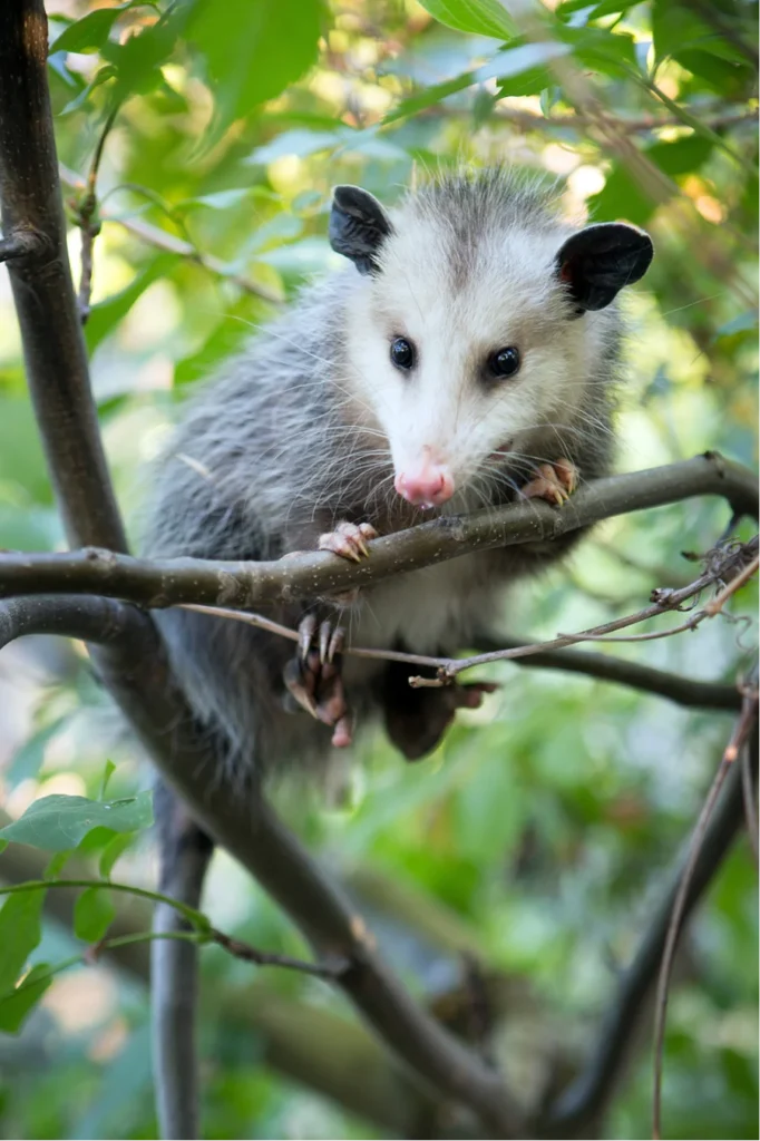 wildlife del rio