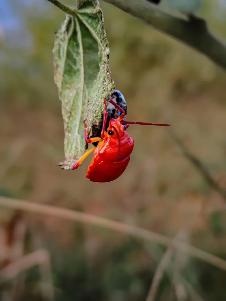 red bug del rio