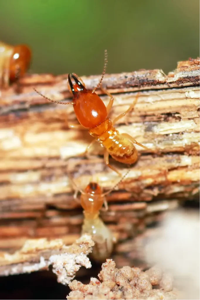 del rio termites