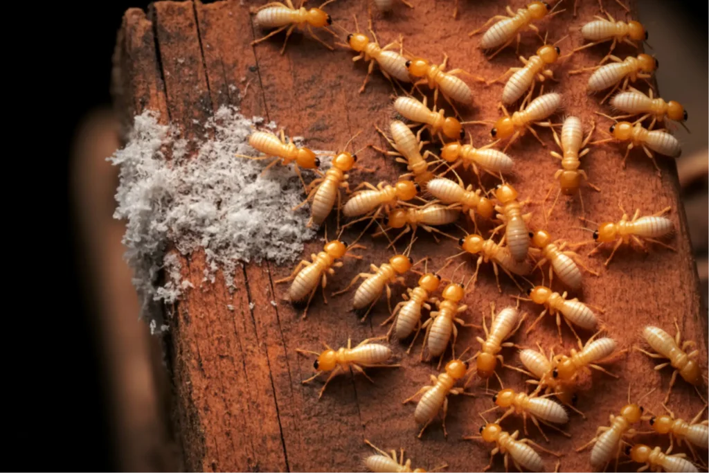 termite control del rio